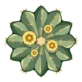 仙人掌